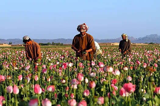 Tolo: Taliban says drug production and trafficking in Afghanistan eliminated